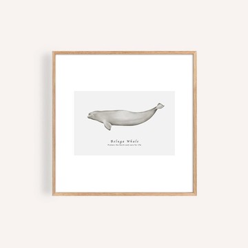 白鯨 海洋掛畫 / 正方形 畫芯 海報 無框畫 裝飾畫