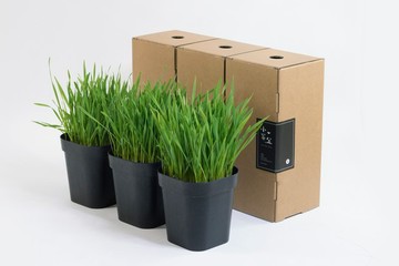 毛小孩的天然小菜 小麥草盆栽/貓咪/狗狗/兔子蔬菜 (3入)
