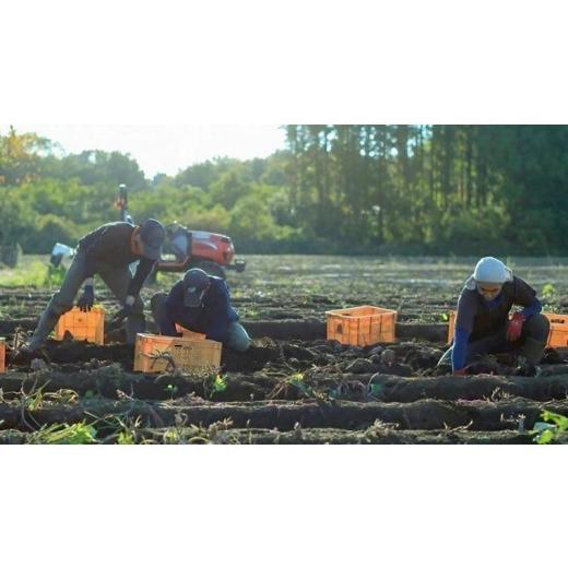 ふるさと納税 茨城県 つくばみらい市  つくばみらい市産 さつまいも 紅はるか 土付き5kg サイズ未選別 サツマイモ つくばみらい いも 照沼 食物…