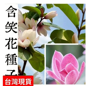 現貨💥（含笑花種子）（50粒）超低價 四季種植深山含笑花 含笑花種子 樂昌含笑/紅花含笑樹種子 濃香型花卉 觀賞花卉種子