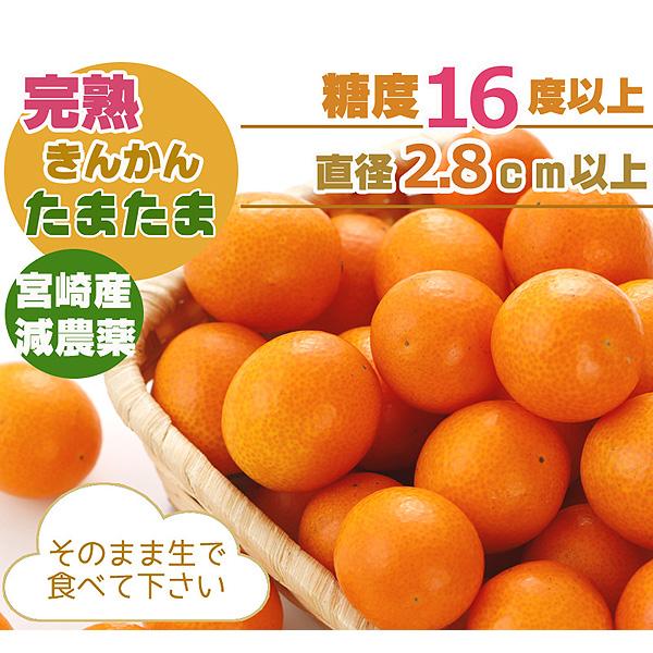 最高糖度18度 減農薬 宮崎産 完熟 きんかん 金柑 1kg 3Lサイズ 贈答用 産地直送