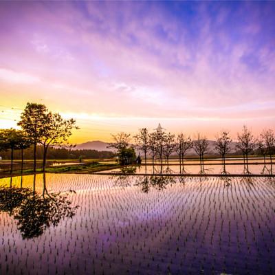 ふるさと納税 津南町 県認証米魚沼産コシヒカリ 20kg 産地限定!農家直送