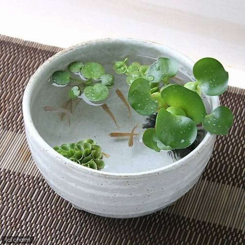 めだか 水草 メダカ達の楽園 益子焼 足付深丼 白マット とメダカ 浮き草のセット 本州四国限定 通販 Lineポイント最大0 5 Get Lineショッピング