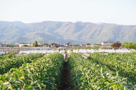 〈2024年度配送分〉Inakakara「きみひめ」10本入り