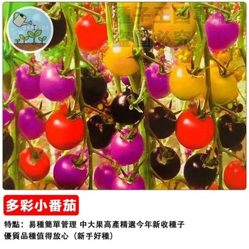七彩小番茄種子 混色聖女果種子 盆栽陽台小果番茄 家庭菜園種植 自栽可食用小蕃茄 多彩水果小番茄 台灣適種 豐收易種
