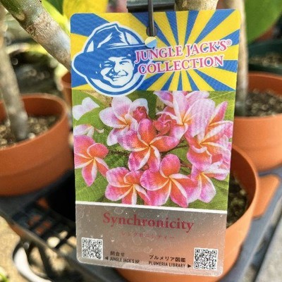プルメリア5鉢４寸kさん おしゃれ 観葉植物 鉢花：プルメリア*5号 インドソケイ