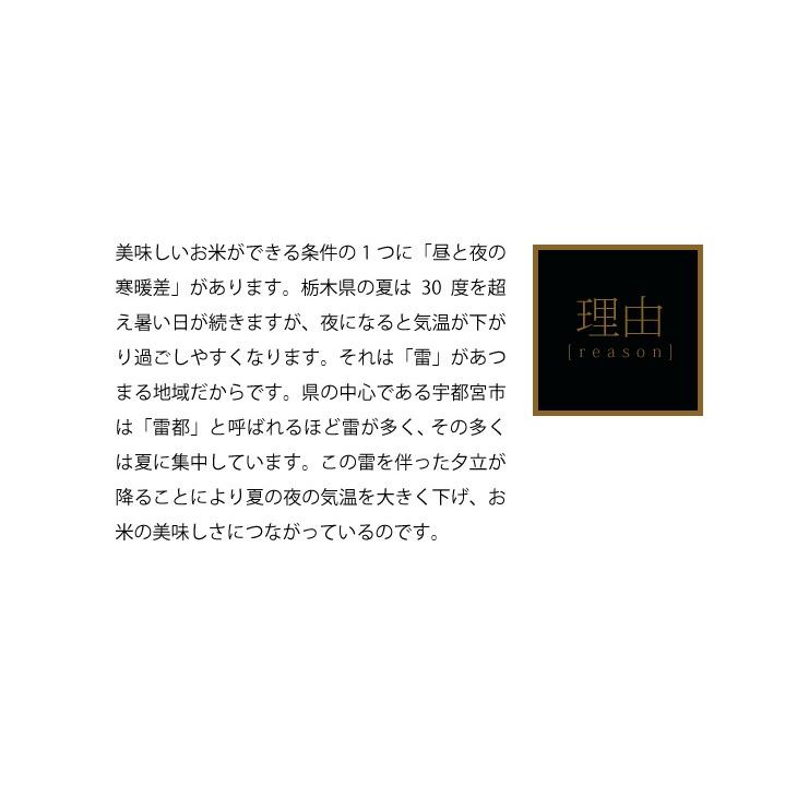 米 20kg お米 とちぎの星 送料無料 新米 令和5年 白米 栃木県産（北海道・九州 300円）