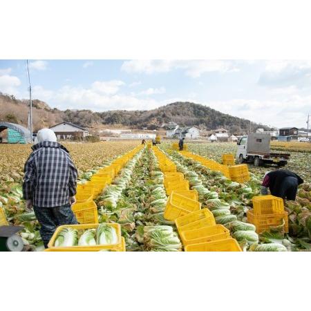 ふるさと納税 瀬戸内 牛窓産 白菜 約15kg（5〜6玉） 野菜 はくさい 岡山県瀬戸内市