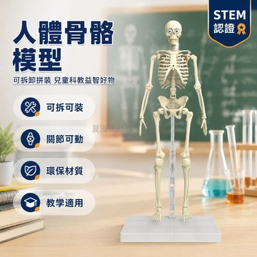 台灣出貨✨ 人體骨骼模型 可拆卸 可拼裝 多關節可動 可擺造型 兒童 認知教具 生物教學 玩具