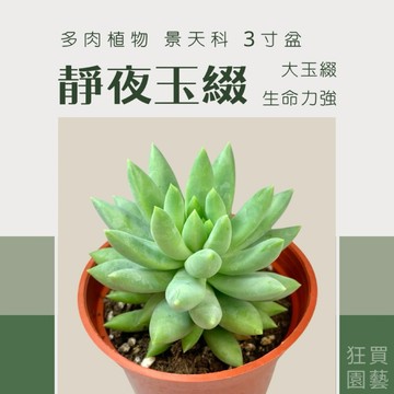 ［狂買園藝］ 多肉植物 靜夜玉綴 3寸盆 /仙人掌/景天科/送禮小物/婚禮小物/