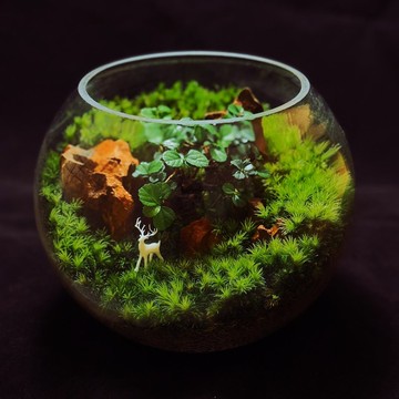 【一物一拍】福鹿森林(7吋)苔蘚缸.生態缸.微景觀.生態缸.植栽