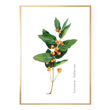 忍冬果實掛畫 Lonicera tatarica  70 x 50cm  金色