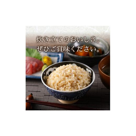 ふるさと納税 静岡県 焼津市 a10-596　 令和5年産新米 玄米 5kg コシヒカリ