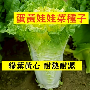 🌱【現貨-隔日到店】蛋黃娃娃菜WWC-2 綠葉黃心 耐熱耐濕 抗病性強 白菜 農家家常蔬菜 四季盆栽#葉菜類蔬菜種子