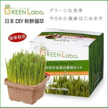 ✨貴貴嚴選✨日本GreenLabo燕麥盆栽組DIY新鮮貓草盆栽/燕麥種子/貓草組合包/懶人包/易種包