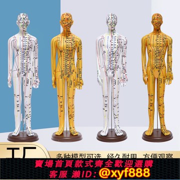 {可打統編 保固一年}超清大字人體針灸穴位模型經絡銅人刻字教學中醫學男女穴位針灸人