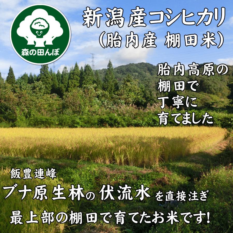 森の田んぼ 新潟産コシヒカリ 胎内高原の棚田米 5kg　数量限定販売 米 お米 白米 送料無料