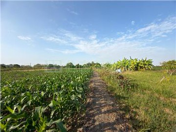 獨家水上近台一線低總價農地A｜嘉義縣水上鄉粗溪