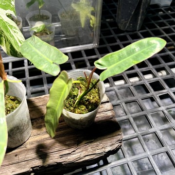阿塔巴蔓綠絨(物流勿選蝦皮店到店,會黃葉)｜假聖靈｜斑啾植選｜鹿角蕨｜龜背芋｜淨化空氣｜琴葉榕｜室內植物｜盆栽