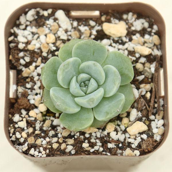 店 水墨画 カット苗 7.5cmポット アエオニウム 韓国苗 aeonium suibokuga 弁慶草科 多肉植物 