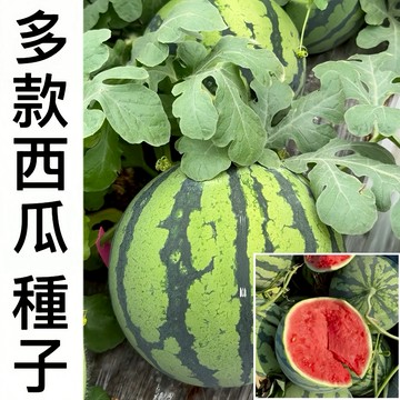 現貨【西瓜種子】（100粒）全網品種最多 十多款西瓜種子四季西瓜 巨型西瓜種子 耐寒耐旱易爬藤水果種子 發芽率高達99%