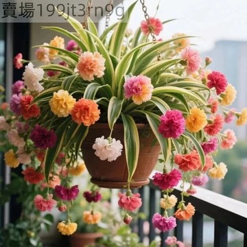 現貨 垂吊金邊吊蘭（250粒）四季種植 濃香型重瓣大花綠植花卉 四季開花盆栽庭院 室內室外 淨化空氣 超長花期