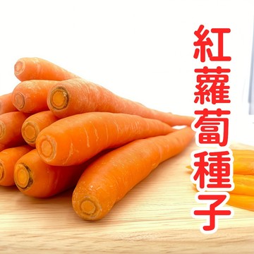 台灣紅蘿蔔種子 當季蔬菜種子 家庭菜園 新手易種 盆栽可用 耐熱品種 甜脆多汁 生吃煲湯 農場直供 播種發芽快