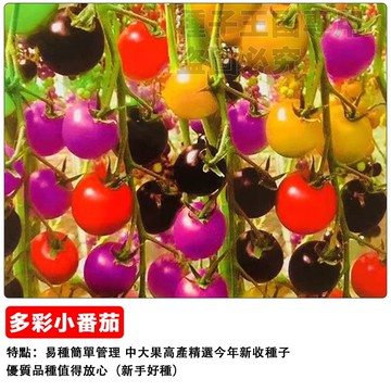 七彩小番茄種子 混色聖女果種子 盆栽陽台小果番茄 家庭菜園種植 自栽可食用小蕃茄 多彩水果小番茄 台灣適種 豐收易種