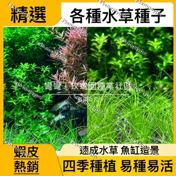 現貨 多品種水草種子（10000粒）  矮珍珠種子 小隊葉水草 草迷你牛毛 大隊葉水草 魚缸造景 四季種植 7天成景