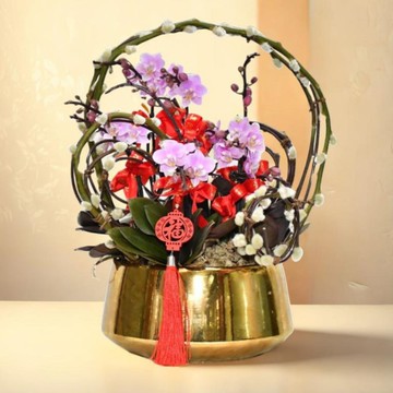 格蘭花店 - 新年祝福 迷你小粉花蝴蝶蘭5棵 (GF00026)