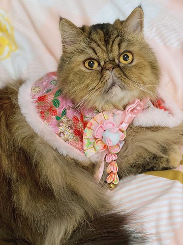 新年款 粉紅賀年貓咪圍巾