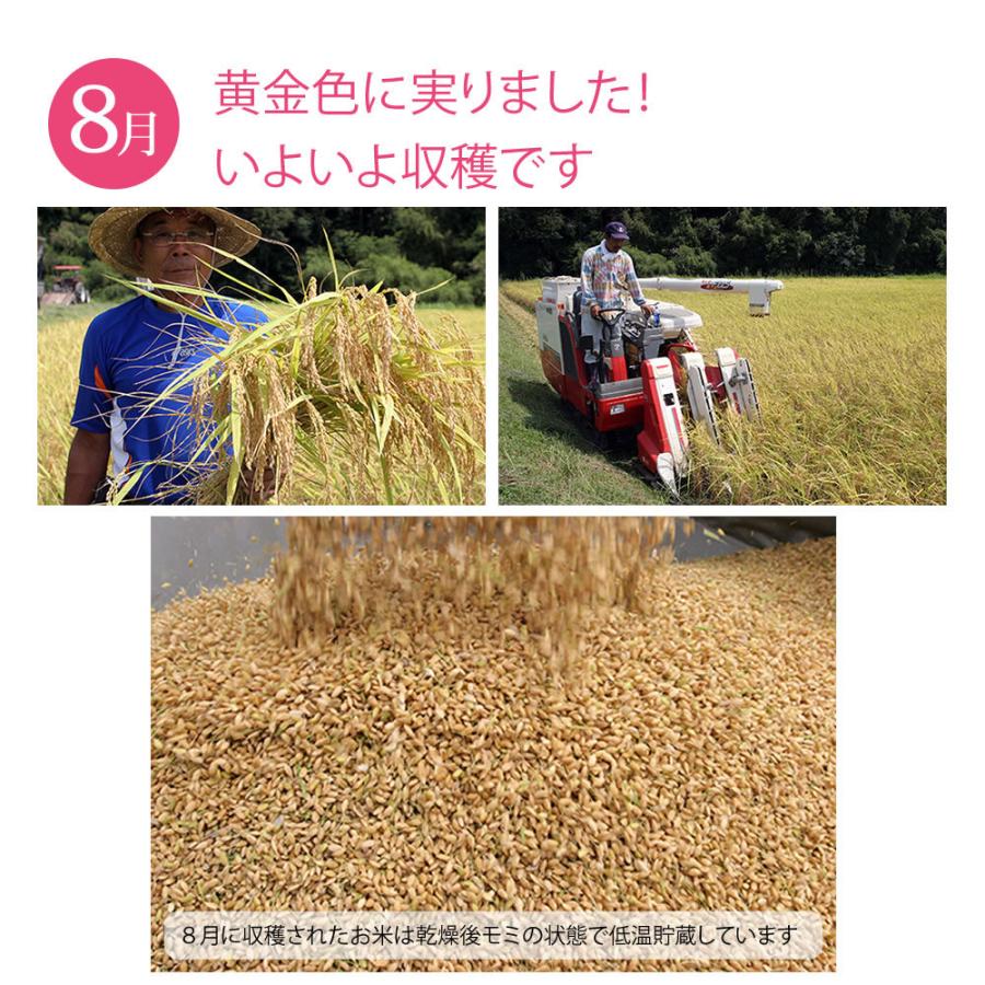 令和4年産 農家自慢のお米 コシヒカリ 5kg（白米）産地直送 徳島県産 新米 検査米