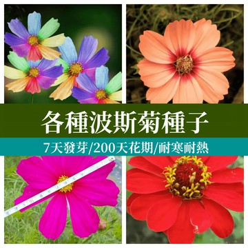 秋播花海推薦 大波絲菊種子 波斯菊花種 四季花籽 庭院陽台盆栽 易種好活 蜜源植物 招蜂蝶 花壇綠化 大量現貨