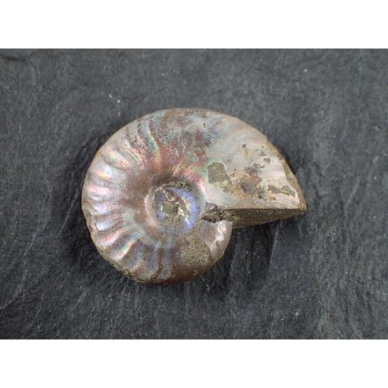 最高品質虹色アンモナイト化石(Ammonite ) マダガスカル 産 寸法