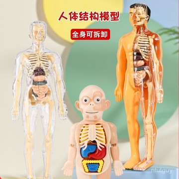人體器官玩具人體骨架模型仿真醫學拚裝軀幹結構內臟科敎類 184U