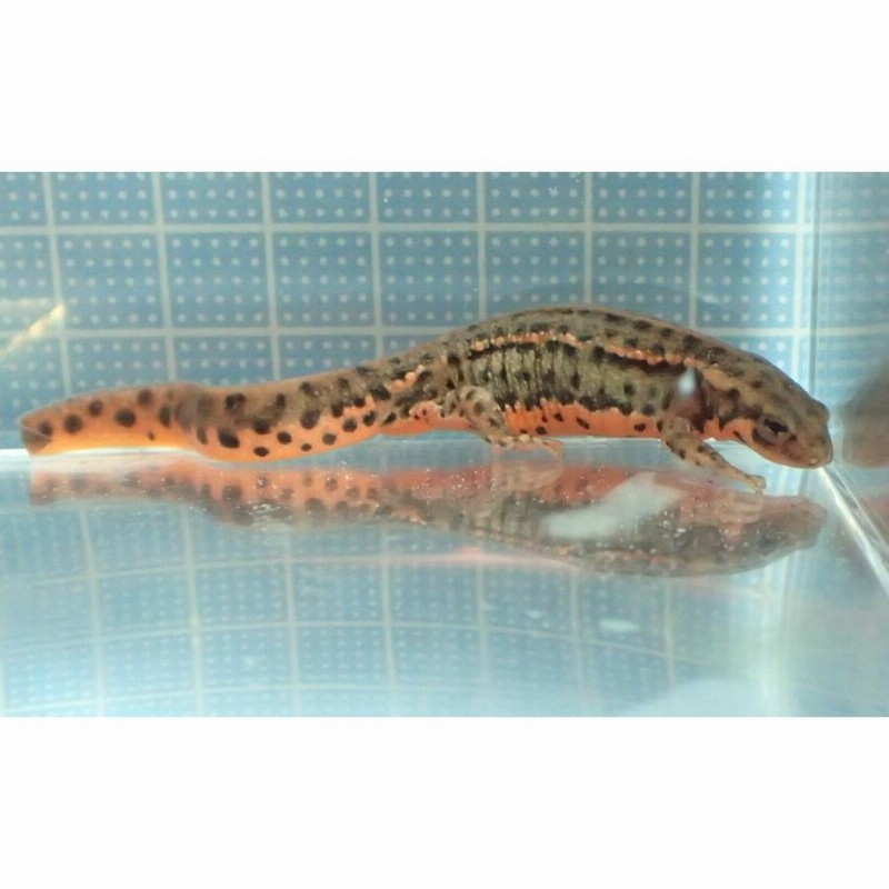 アカハライモリ 福江島産 幼体 CB