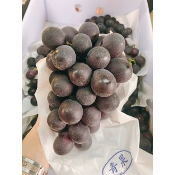 【帕查嬤嬤】彰化 溪湖 高品質 頂級溫室 巨峰葡萄3斤提盒裝｜ 台灣巨峰葡萄禮盒