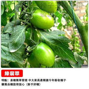 台灣當季現貨❤綠翡翠番茄種子❤翠玉番茄 綠鑽番茄 綠寶石番茄 綠蕃茄 青番茄 酸柑仔 種籽 盆栽 陽台 庭院