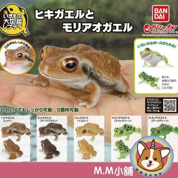【M.M小舖】『現貨』 BANDAI 轉蛋 扭蛋 生物大圖鑑 日本蟾蜍與樹蛙 蟾蜍 樹蛙 青蛙 模型 公仔 全5款