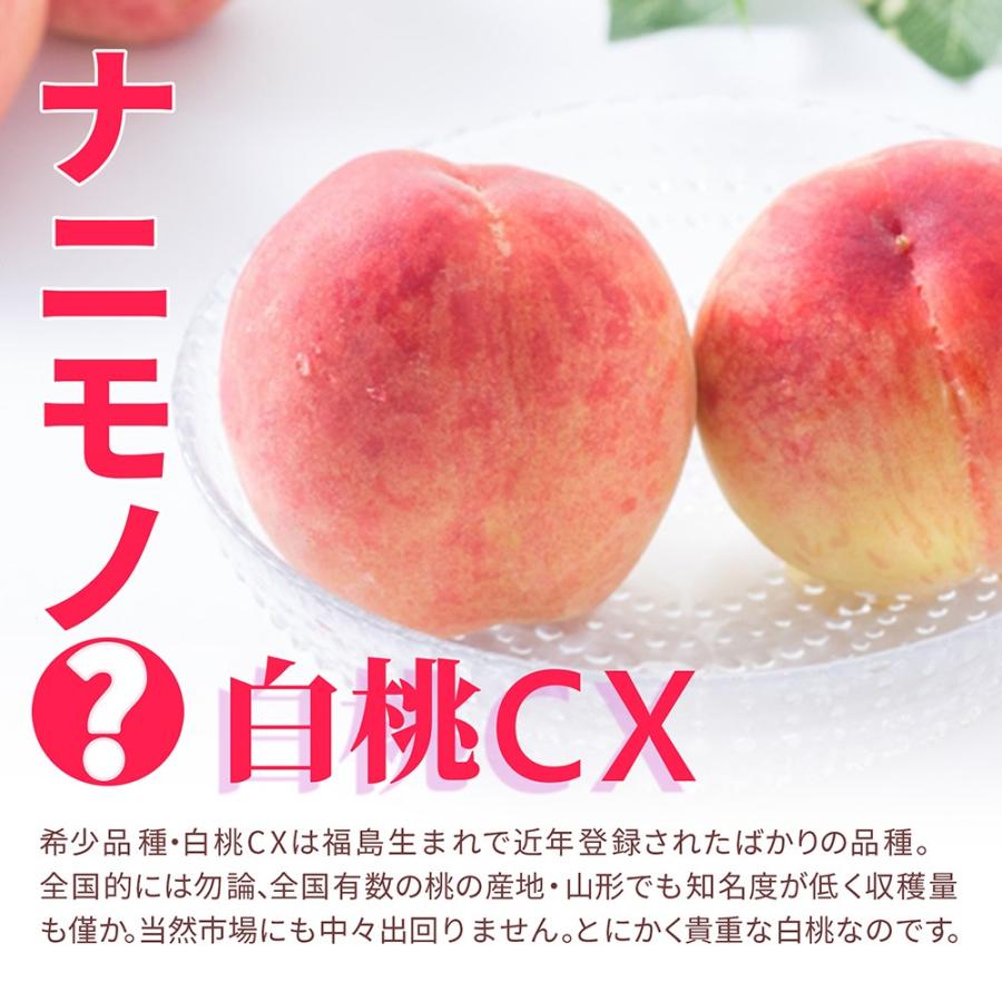 硬い桃 白桃 秀品 白桃CX 2.5kg 山形県産 送料無料 固い桃 かたい桃 かため 硬め 期間限定 産地直送 山形  シーエックス