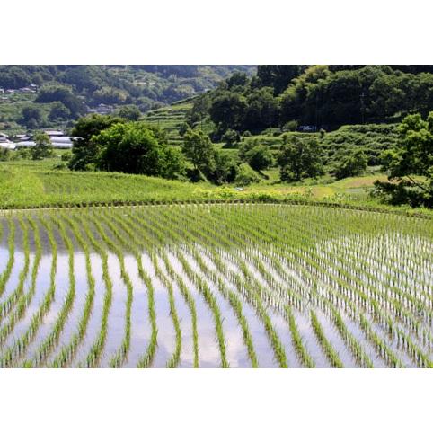 新米 令和5年産 5kg 5キロ 奈良県産 レンゲ栽培米 ヒノヒカリ 米 お米 玄米 白米 7分づき 5分づき 3分づき 出荷日精米 送料無料