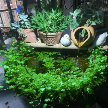 🍀（天胡荽種子）🍀現貨（60粒入） 水族箱懶人布前景水草種子 生態魚缸專用天湖荽水草種子 活體魚缸裝飾水草 淡水植物種籽