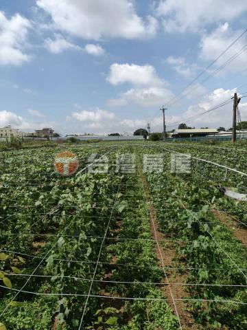 ❤️晶選專任新社花海三面路漂亮果園現成網架灌溉系統｜台中市新社區大南段大南小段