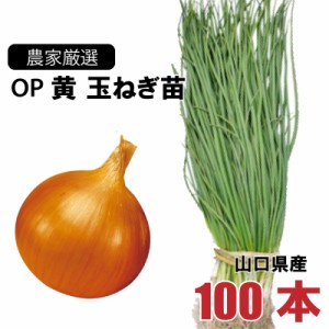 玉ねぎ苗 中生 OP黄 100本束 山口県産  野菜苗 家庭菜園 ガーデニング