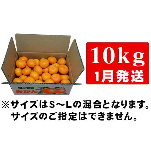 ふるさと納税 佐賀県 唐津市 「予約受付」吉田みかん園の樹上完熟みかん 10kg 柑橘 ミカン 蜜柑 フルーツ 果物