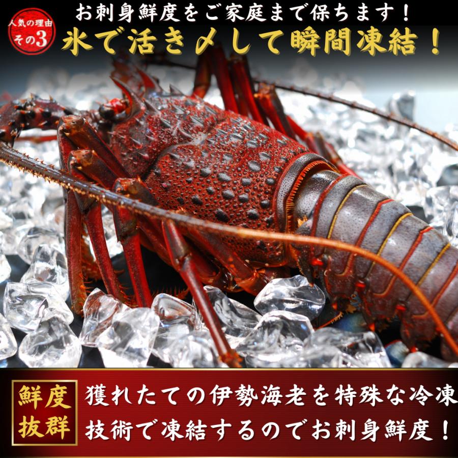 高知県産 天然 伊勢海老 約500ｇ （選べる1〜2尾） お刺身 冷凍 海鮮 BBQ