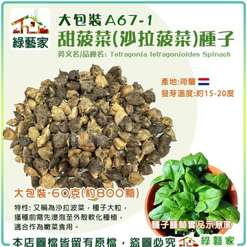 【綠藝家】大包裝A67-1.甜菠菜(沙拉菠菜)種子60克(約800顆)產地荷蘭 葉菜種子 蔬菜種子