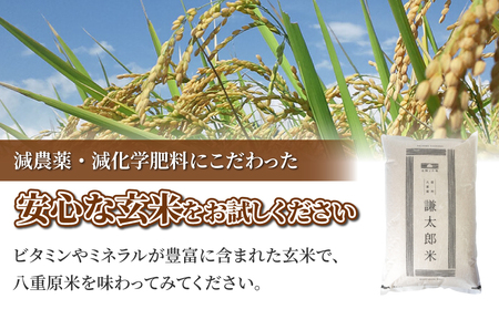 八重原産特別栽培米（減農薬・減化学肥料栽培）コシヒカリ玄米１０kg