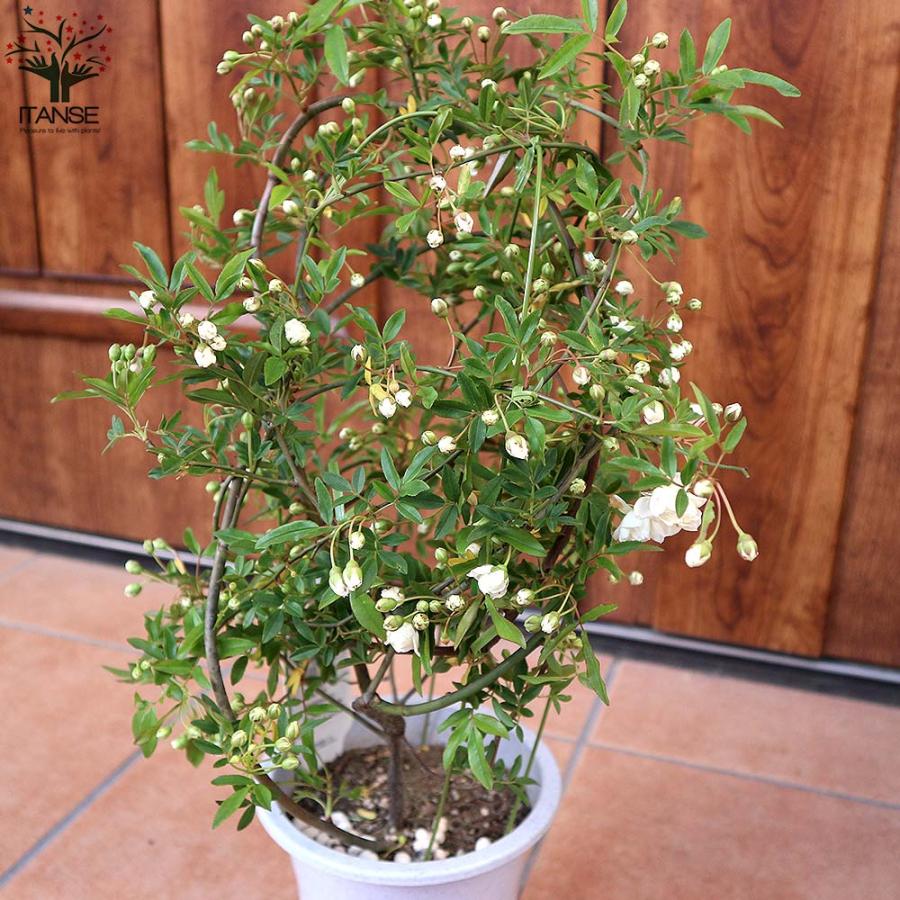 モッコウバラ 八重咲き白花の苗