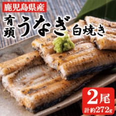 鹿児島産　有頭白焼き　2尾セット